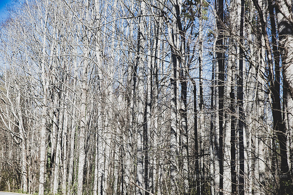 2018 Asheville-1128 Blue Ridge Parkway-EC4A0715