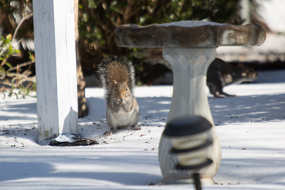 2018 Jenny's Garden-1211 Wild-EC4A2314