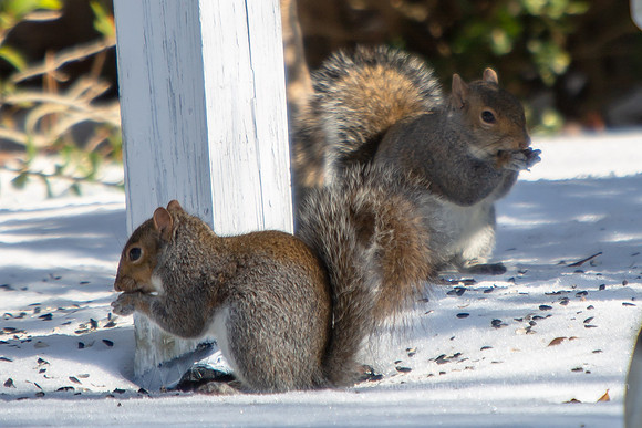 2018 Jenny's Garden-1211 Wild-EC4A2333