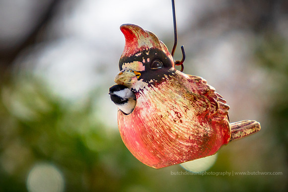 2018 Jenny's Garden-1211 Wild-EC4A2410