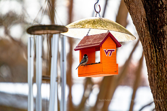2018 Jenny's Garden-1211 Wild-EC4A2412