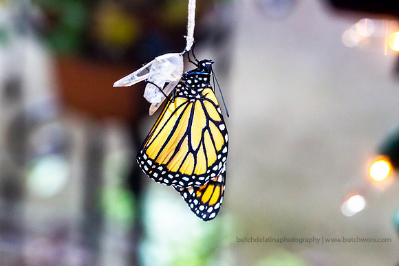 2019 May Robinson-0822 Monarch Butterfly-EC4A4550