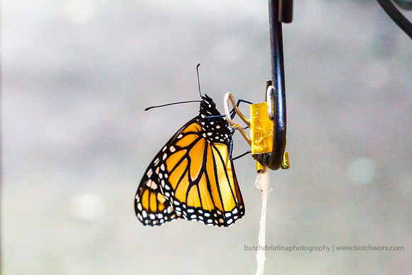 2019 May Robinson-0822 Monarch Butterfly-EC4A4591