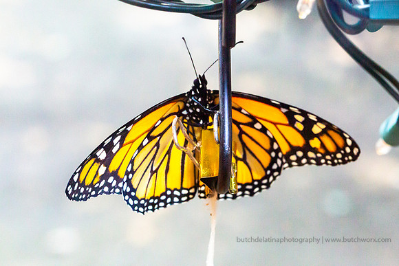 2019 May Robinson-0822 Monarch Butterfly-EC4A4615