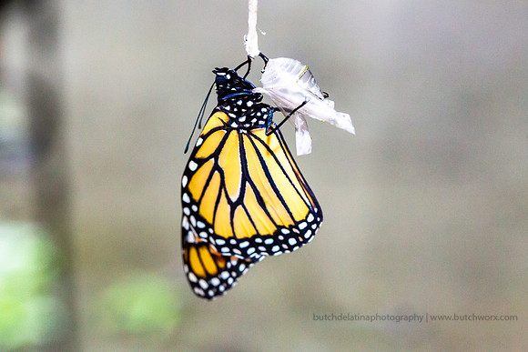 2019 May Robinson-0822 Monarch Butterfly-EC4A4558