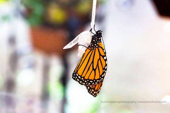 2019 May Robinson-0822 Monarch Butterfly-EC4A4518