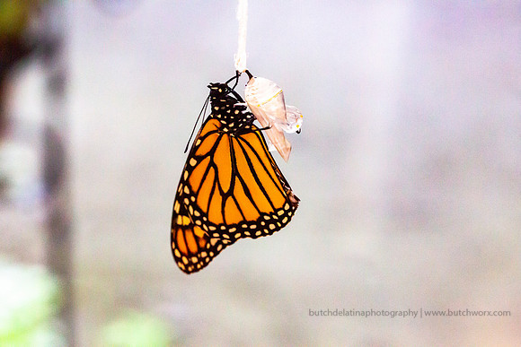 2019 May Robinson-0822 Monarch Butterfly-EC4A4513