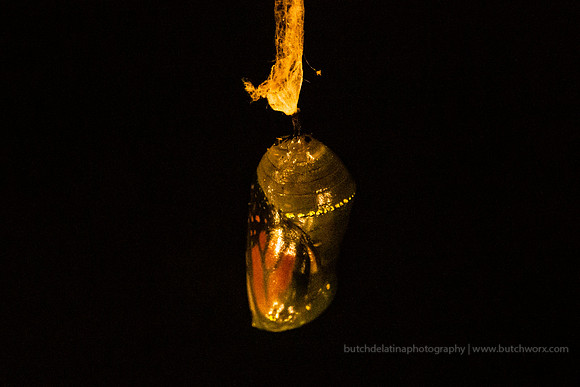 2019 May Robinson-0822 Monarch Butterfly-EC4A4493
