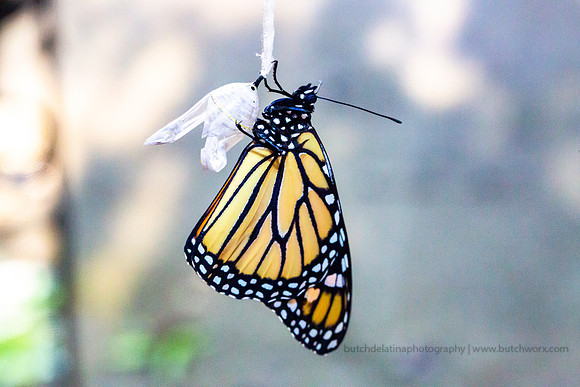 2019 May Robinson-0822 Monarch Butterfly-EC4A4576