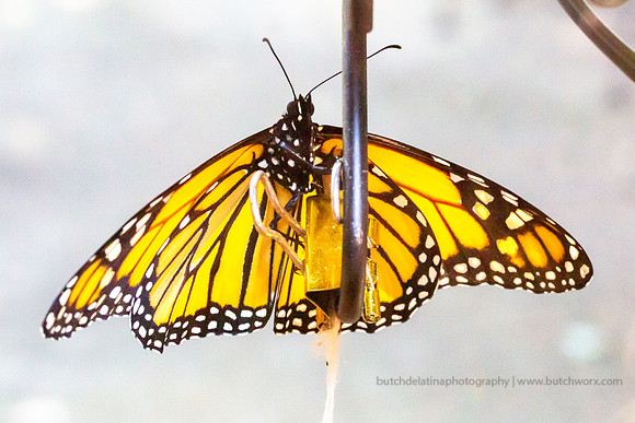 2019 May Robinson-0822 Monarch Butterfly-EC4A4635