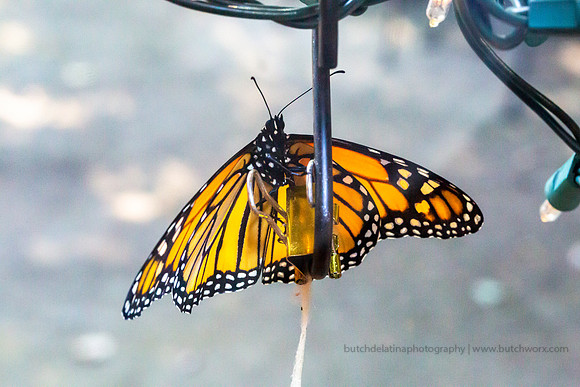 2019 May Robinson-0822 Monarch Butterfly-EC4A4625