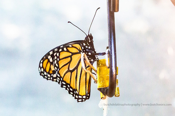 2019 May Robinson-0822 Monarch Butterfly-EC4A4628