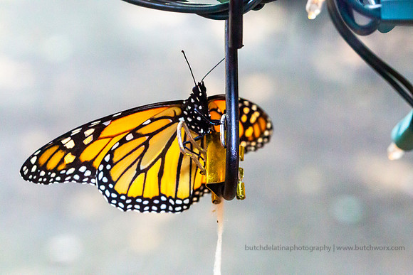 2019 May Robinson-0822 Monarch Butterfly-EC4A4619