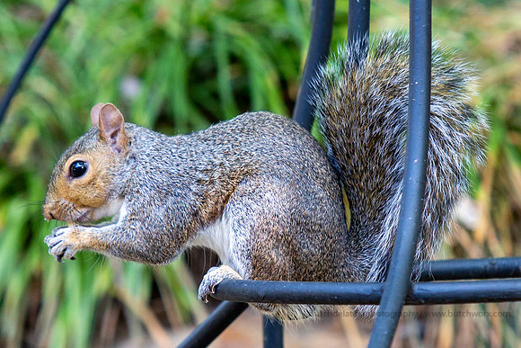 2019 Squirrels-0919 Backyard-EC4A4736