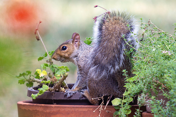 2019 Squirrels-0919 Backyard-EC4A4659