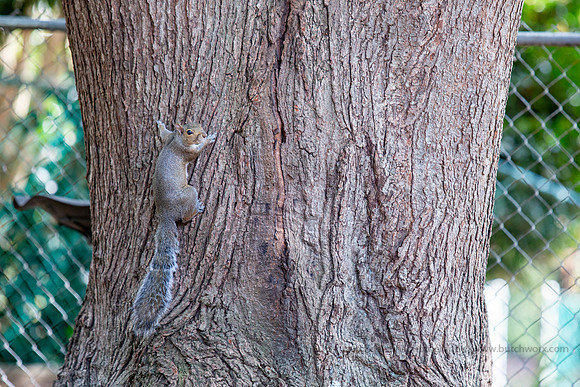 2019 Squirrels-0919 Backyard-EC4A4709