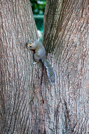 2019 Squirrels-0919 Backyard-EC4A4711