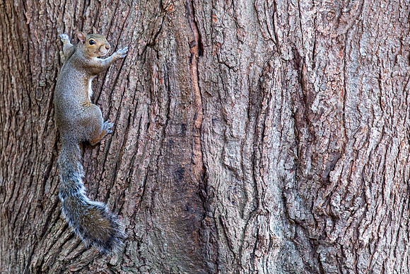 2019 Squirrels-0919 Backyard-EC4A4706