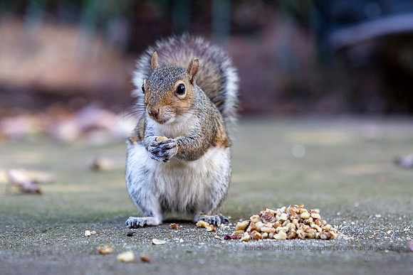 2019 Squirrels-0919 Backyard-EC4A4705
