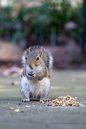 2019 Squirrels-0919 Backyard-EC4A4703