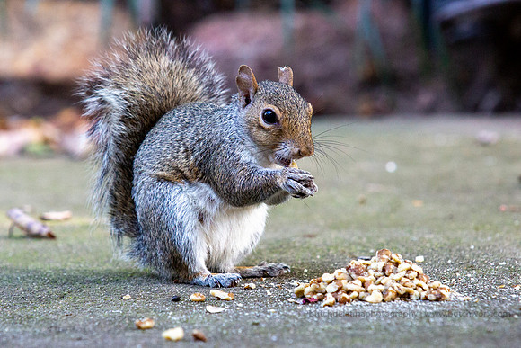 2019 Squirrels-0919 Backyard-EC4A4693