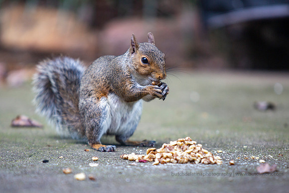 2019 Squirrels-0919 Backyard-EC4A4669