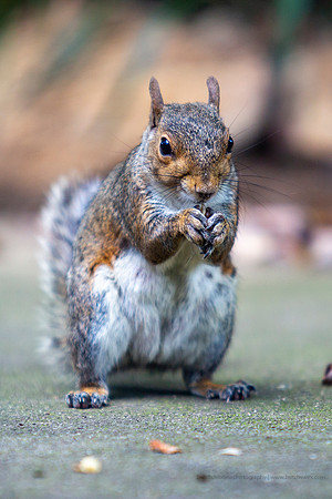 2019 Squirrels-0919 Backyard-EC4A4667