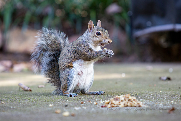 2019 Squirrels-0919 Backyard-EC4A4715