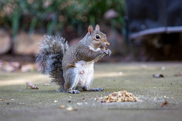 2019 Squirrels-0919 Backyard-EC4A4716
