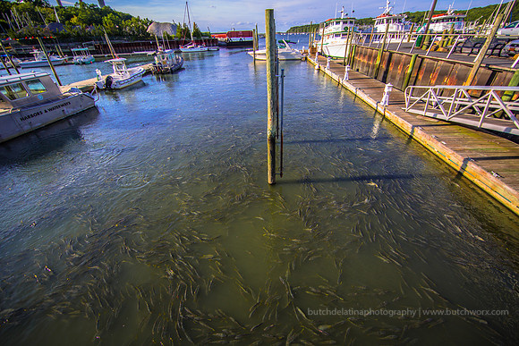2016 US (NY)-Port Jefferson-EC4A4822